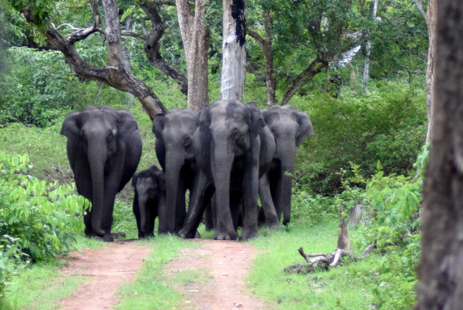 Bandipur